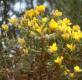 Ch Carqueja Flor